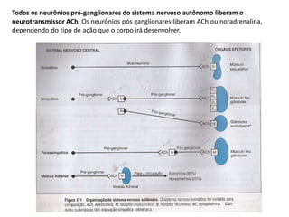 Todos os neurônios pré-ganglionares do sistema nervoso autônomo liberam o
neurotransmissor ACh. Os neurônios pós ganglionares liberam ACh ou noradrenalina,
dependendo do tipo de ação que o corpo irá desenvolver.
 