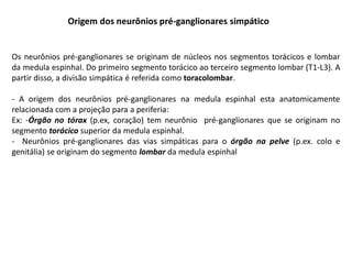 Origem dos neurônios pré-ganglionares simpático
Os neurônios pré-ganglionares se originam de núcleos nos segmentos torácicos e lombar
da medula espinhal. Do primeiro segmento torácico ao terceiro segmento lombar (T1-L3). A
partir disso, a divisão simpática é referida como toracolombar.
- A origem dos neurônios pré-ganglionares na medula espinhal esta anatomicamente
relacionada com a projeção para a periferia:
Ex: -Órgão no tórax (p.ex, coração) tem neurônio pré-ganglionares que se originam no
segmento torácico superior da medula espinhal.
- Neurônios pré-ganglionares das vias simpáticas para o órgão na pelve (p.ex. colo e
genitália) se originam do segmento lombar da medula espinhal
 