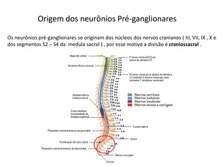 Origem dos neurônios Pré-ganglionares
Os neurônios pré-ganglionares se originam dos núcleos dos nervos cranianos ( III, VII, IX , X e
dos segmentos S2 – S4 da medula sacral ) , por esse motivo a divisão é craniossacral .
 