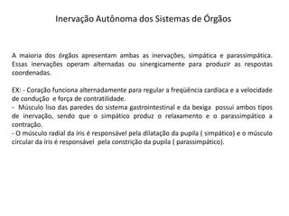 Inervação Autônoma dos Sistemas de Órgãos
A maioria dos órgãos apresentam ambas as inervações, simpática e parassimpática.
Essas inervações operam alternadas ou sinergicamente para produzir as respostas
coordenadas.
EX: - Coração funciona alternadamente para regular a freqüência cardíaca e a velocidade
de condução e força de contratilidade.
- Músculo liso das paredes do sistema gastrointestinal e da bexiga possui ambos tipos
de inervação, sendo que o simpático produz o relaxamento e o parassimpático a
contração.
- O músculo radial da íris é responsável pela dilatação da pupila ( simpático) e o músculo
circular da íris é responsável pela constrição da pupila ( parassimpático).
 