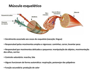 Músculo esquelético
• Geralmente associado aos ossos do esqueleto (exceção: língua)
• Responsável pelos movimentos amplos e vigorosos: caminhar, correr, levantar peso
• Responsável por movimentos delicados e pequenos: manipulação de objetos, movimentação
dos olhos, sorriso
• Controle voluntário: marcha, fala
• Alguns funcionam de forma automática: respiração, pestanejar das pálpebras
• Função secundária: produção de calor
 