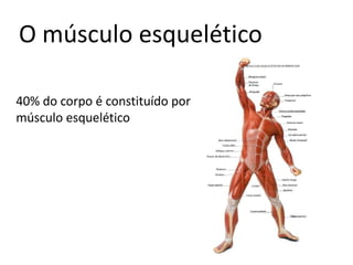 40% do corpo é constituído por
músculo esquelético
O músculo esquelético
 