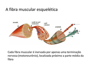 A fibra muscular esquelética
Cada fibra muscular é inervada por apenas uma terminação
nervosa (motoneurônio), localizada próximo a parte média da
fibra
 