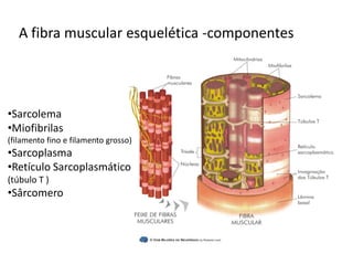 A fibra muscular esquelética -componentes
•Sarcolema
•Miofibrilas
(filamento fino e filamento grosso)
•Sarcoplasma
•Retículo Sarcoplasmático
(túbulo T )
•Sârcomero
 