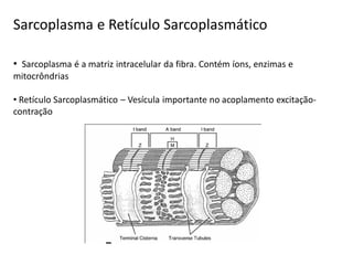 Sarcoplasma e Retículo Sarcoplasmático
• Sarcoplasma é a matriz intracelular da fibra. Contém íons, enzimas e
mitocrôndrias
• Retículo Sarcoplasmático – Vesícula importante no acoplamento excitação-
contração
 