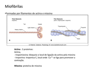 Miofibrilas
•Formadas por filamentos de actina e miosina
Actina : 3 proteínas:
Actina,
- tropomiosina: bloqueia o local de ligação da actina pela miosina
- troponina: troponica C, local onde Ca 2+ se liga para promover a
contração.
Miosina: proteína de miosina
 