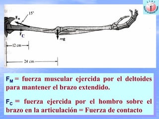 FM = fuerza muscular ejercida por el deltoides
para mantener el brazo extendido.
FC = fuerza ejercida por el hombro sobre el
brazo en la articulación = Fuerza de contacto
FM = fuerza muscular ejercida por el deltoides
para mantener el brazo extendido.
FC = fuerza ejercida por el hombro sobre el
brazo en la articulación = Fuerza de contacto
C
 