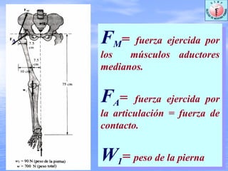 FM= fuerza ejercida por
los músculos aductores
medianos.
FA= fuerza ejercida por
la articulación = fuerza de
contacto.
W1= peso de la pierna
FM= fuerza ejercida por
los músculos aductores
medianos.
FA= fuerza ejercida por
la articulación = fuerza de
contacto.
W1= peso de la pierna
A
 