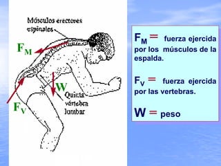 FM = fuerza ejercida
por los músculos de la
espalda.
FV = fuerza ejercida
por las vertebras.
W = peso
FM = fuerza ejercida
por los músculos de la
espalda.
FV = fuerza ejercida
por las vertebras.
W = peso
FM
W
FV
 