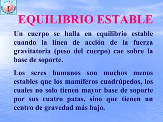 EQUILIBRIO ESTABLE
Un cuerpo se halla en equilibrio estable
cuando la línea de acción de la fuerza
gravitatoria (peso del cuerpo) cae sobre la
base de soporte.
Los seres humanos son muchos menos
estables que los mamíferos cuadrúpedos, los
cuales no solo tienen mayor base de soporte
por sus cuatro patas, sino que tienen un
centro de gravedad más bajo.
 