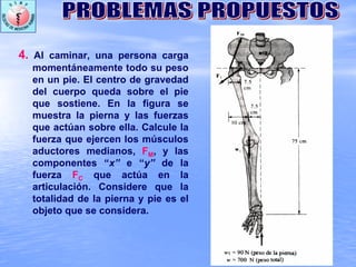 4. Al caminar, una persona carga
momentáneamente todo su peso
en un pie. El centro de gravedad
del cuerpo queda sobre el pie
que sostiene. En la figura se
muestra la pierna y las fuerzas
que actúan sobre ella. Calcule la
fuerza que ejercen los músculos
aductores medianos, FM, y las
componentes “x” e “y” de la
fuerza FC que actúa en la
articulación. Considere que la
totalidad de la pierna y pie es el
objeto que se considera.
 