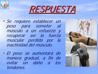 RESPUESTARESPUESTA
• Se requiere establecer un
peso para someter al
músculo a un esfuerzo y
recuperar así la fuerza
muscular perdida por la
inactividad del músculo.
• El peso se aumentará de
manera gradual, a fin de
evitar un daño a los
tendones.
 