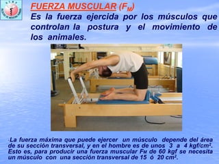 * La fuerza máxima que puede ejercer un músculo depende del área
de su sección transversal, y en el hombre es de unos 3 a 4 kgf/cm2.
Esto es, para producir una fuerza muscular FM de 60 kgf se necesita
un músculo con una sección transversal de 15 ó 20 cm2.
FUERZA MUSCULAR (FM)
Es la fuerza ejercida por los músculos que
controlan la postura y el movimiento de
los animales.
 