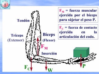 W
FM
FC
P
FM = fuerza muscular
ejercida por el bíceps
para sujetar el peso P.
Bíceps
(Flexor)
Tendón
Tríceps
Inserción
(Extensor)
FC = fuerza de contacto
ejercida en la
articulación del codo.
 