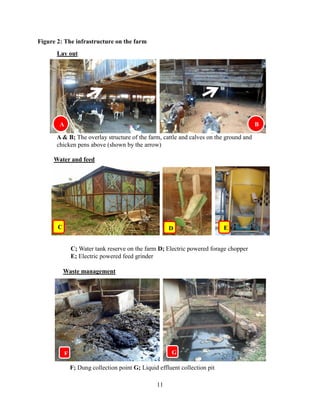 11
Figure 2: The infrastructure on the farm
A B
A & B; The overlay structure of the farm, cattle and calves on the ground and
chicken pens above (shown by the arrow)
Lay out
Water and feed
C D E
C; Water tank reserve on the farm D; Electric powered forage chopper
E; Electric powered feed grinder
Waste management
F; Dung collection point G; Liquid effluent collection pit
F G
 