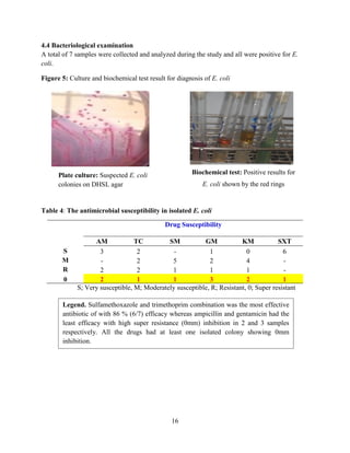 16
4.4 Bacteriological examination
A total of 7 samples were collected and analyzed during the study and all were positive for E.
coli.
Figure 5: Culture and biochemical test result for diagnosis of E. coli
Table 4: The antimicrobial susceptibility in isolated E. coli
Drug Susceptibility
AM TC SM GM KM SXT
S 3 2 - 1 0 6
M - 2 5 2 4 -
R 2 2 1 1 1 -
0 2 1 1 3 2 1
S; Very susceptible, M; Moderately susceptible, R; Resistant, 0; Super resistant
Biochemical test: Positive results for
E. coli shown by the red rings
Plate culture: Suspected E. coli
colonies on DHSL agar
Legend. Sulfamethoxazole and trimethoprim combination was the most effective
antibiotic of with 86 % (6/7) efficacy whereas ampicillin and gentamicin had the
least efficacy with high super resistance (0mm) inhibition in 2 and 3 samples
respectively. All the drugs had at least one isolated colony showing 0mm
inhibition.
 