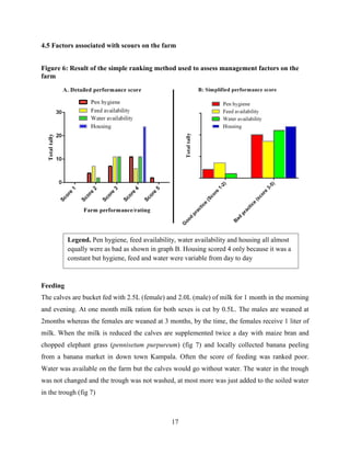 17
4.5 Factors associated with scours on the farm
Figure 6: Result of the simple ranking method used to assess management factors on the
farm
Feeding
The calves are bucket fed with 2.5L (female) and 2.0L (male) of milk for 1 month in the morning
and evening. At one month milk ration for both sexes is cut by 0.5L. The males are weaned at
2months whereas the females are weaned at 3 months, by the time, the females receive 1 liter of
milk. When the milk is reduced the calves are supplemented twice a day with maize bran and
chopped elephant grass (pennisetum purpureum) (fig 7) and locally collected banana peeling
from a banana market in down town Kampala. Often the score of feeding was ranked poor.
Water was available on the farm but the calves would go without water. The water in the trough
was not changed and the trough was not washed, at most more was just added to the soiled water
in the trough (fig 7)
Legend. Pen hygiene, feed availability, water availability and housing all almost
equally were as bad as shown in graph B. Housing scored 4 only because it was a
constant but hygiene, feed and water were variable from day to day
 