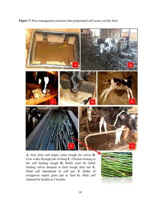 19
Figure 7: Poor management practices that perpetuated calf scours on this farm
A. Very dirty and empty water trough for calves B.
Cow walks through pile of dung C. Chicken nesting in
the calf feeding trough D. Bottle used for bottle
feeding calves damped in feed trough after use E.
Dead calf abandoned in calf pen F. Stalks of
overgrown napier grass put as feed G. Male calf
chained for feedlot at 3 months
C
A B
D E
F G
 