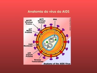 Anatomia do vírus da AIDS
 