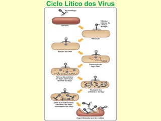 Ciclo Lítico dos Vírus
 