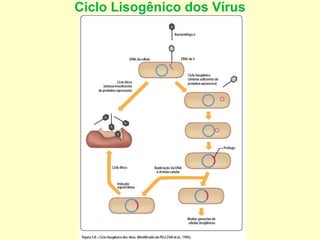 Ciclo Lisogênico dos Vírus
 