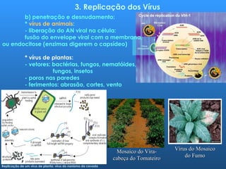 3. Replicação dos Vírus
b) penetração e desnudamento:
* vírus de animais:
- liberação do AN viral na célula:
fusão do envelope viral com a membrana,
ou endocitose (enzimas digerem o capsídeo)
* vírus de plantas:
- vetores: bactérias, fungos, nematóides,
fungos, insetos
- poros nas paredes
- ferimentos: abrasão, cortes, vento
Replicação de um vírus de planta: vírus do nanismo da cevada
Vírus do MosaicoVírus do Mosaico
do Fumodo Fumo
Mosaico do Vira-Mosaico do Vira-
cabeça do Tomateirocabeça do Tomateiro
 
