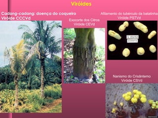 Cadang-cadang: doença do coqueiro
Viróide CCCVd
Viróides
Afilamento do tubérculo da batatinha
Viróide PSTVd
Exocorte dos Citros
Viróide CEVd
Nanismo do Crisântemo
Viróide CSVd
 