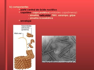 b) componentes
* parte central de ácido nucléico
* capsídeo: capa protéica(unidades: capsômeros):
- simetria helicoidal: TMV, sarampo, gripe
- simetria icosaédrica
* envelope
 
