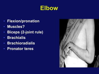 Elbow
• Flexion/pronation
• Muscles?
• Biceps (2-joint rule)
• Brachialis
• Brachioradialis
• Pronator teres
 