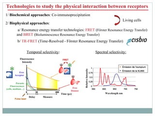 Technologies to study the physical interaction between receptors
1/ Biochemical approaches: Co-immunoprecipitation
a/ Reso...