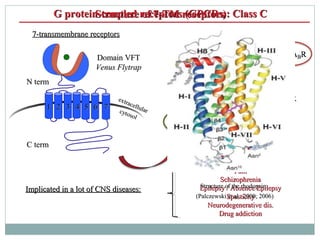 Pin et al., 2004Pin et al., 2004
G protein-coupled receptors (GPCRs): Class CG protein-coupled receptors (GPCRs): Class C
...
