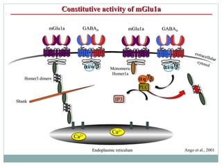 Constitutive activity of mGlu1aConstitutive activity of mGlu1a
GABAGABABBmGlu1amGlu1a
ααi/oi/o ββγγ
CaCa2+2+
cytosol
cytos...