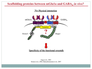 Scaffolding proteins between mGlu1a and GABAB in vivo?
?
Ango et al., 2001
Kitano et al., 2002; Balasubramanian et al., 20...
