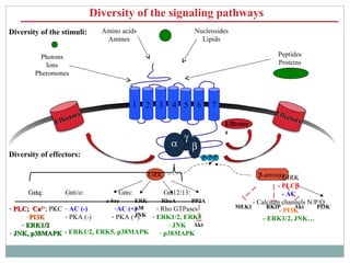 Diversity of the signaling pathways
Diversity of the stimuli:
Photons
Ions
Pheromones
Amino acids
Amines
Peptides
Proteins...