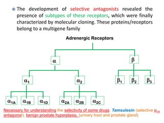  The development of selective antagonists revealed the
presence of subtypes of these receptors, which were finally
characterized by molecular cloning. These proteins/receptors
belong to a multigene family
Adrenergic Receptors
a1A
a1
b
a2
a1B a1D a2A a2B a2C
b1 b2 b3
a
Necessary for understanding the selectivity of some drugs. Tamsulosin (selective α1A
antagonist), benign prostate hyperplasia, (urinary tract and prostate gland)
 