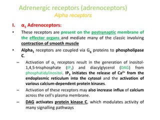 Adrenergic receptors (adrenoceptors)
Alpha receptors
I. α1 Adrenoceptors:
• These receptors are present on the postsynaptic membrane of
the effector organs and mediate many of the classic involving
contraction of smooth muscle
• Alpha1 receptors are coupled via Gq proteins to phospholipase
C.
– Activation of α1 receptors result in the generation of inositol-
1,4,5-trisphosphate (IP3) and diacylglycerol (DAG) from
phosphatidylinositol. IP3 initiates the release of Ca2+ from the
endoplasmic reticulum into the cytosol and the activation of
various calcium-dependent protein kinases.
– Activation of these receptors may also increase influx of calcium
across the cell's plasma membrane.
– DAG activates protein kinase C, which modulates activity of
many signalling pathways
 