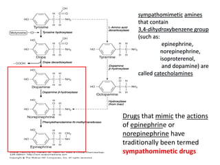 Drugs that mimic the actions
of epinephrine or
norepinephrine have
traditionally been termed
sympathomimetic drugs
 