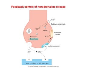 Feedback control of noradrenaline release
 
