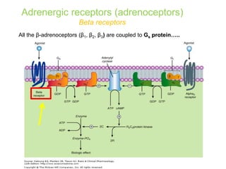All the β-adrenoceptors (β1, β2, β3) are coupled to Gs protein…..
Adrenergic receptors (adrenoceptors)
Beta receptors
 