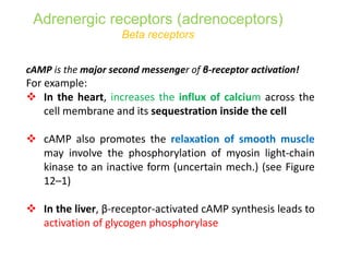 cAMP is the major second messenger of β-receptor activation!
For example:
 In the heart, increases the influx of calcium across the
cell membrane and its sequestration inside the cell
 cAMP also promotes the relaxation of smooth muscle
may involve the phosphorylation of myosin light-chain
kinase to an inactive form (uncertain mech.) (see Figure
12–1)
 In the liver, β-receptor-activated cAMP synthesis leads to
activation of glycogen phosphorylase
Adrenergic receptors (adrenoceptors)
Beta receptors
 