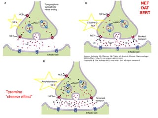 NET
DAT
SERT
Tyramine
“cheese effect”
 