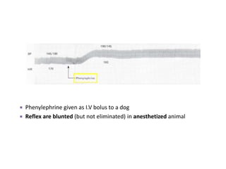  Phenylephrine given as I.V bolus to a dog
 Reflex are blunted (but not eliminated) in anesthetized animal
 