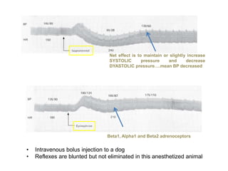 Net effect is to maintain or slightly increase
SYSTOLIC pressure and decrease
DYASTOLIC pressure….mean BP decreased
Beta1, Alpha1 and Beta2 adrenoceptors
• Intravenous bolus injection to a dog
• Reflexes are blunted but not eliminated in this anesthetized animal
 