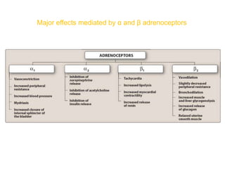 Major effects mediated by α and β adrenoceptors
 