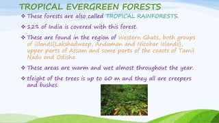 TROPICAL EVERGREEN FORESTS
 These forests are also called TROPICAL RAINFORESTS.
 12% of India is covered with this forest.
 These are found in the region of Western Ghats, both groups
of islands{Lakshadweep, Andaman and Nicobar Islands},
upper parts of Assam and some parts of the coasts of Tamil
Nadu and Odisha.
 These areas are warm and wet almost throughout the year.
 tfeight of the trees is up to 60 m and they all are creepers
and bushes.
 