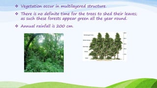  Vegetation occur in multilayered structure.
 There is no definite time for the trees to shed their leaves;
as such these forests appear green all the year round.
 Annual rainfall is 200 cm.
 
