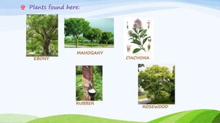 Plants found here:
EBONY
MAHOGANY
CINCHONA
ROSEWOOD
RUBBER
 