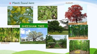 Plants found here:
ARJUN
BAMBOO
KtfAIR
KUSUM
MULBERRY
SAL
SANDALWOOD
TEAK
 