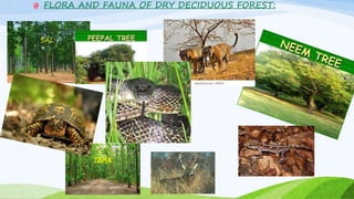 FLORA AND FAUNA OF DRY DECIDUOUS FOREST:
SAL
TEAK
 
