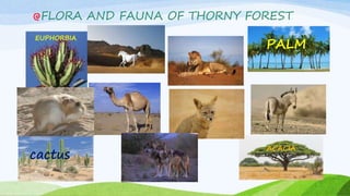 FLORA AND FAUNA OF THORNY FOREST
EUPHORBIA
PALM
cactus
ACACIA
 